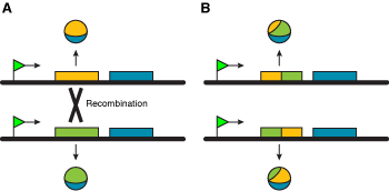 Recombination